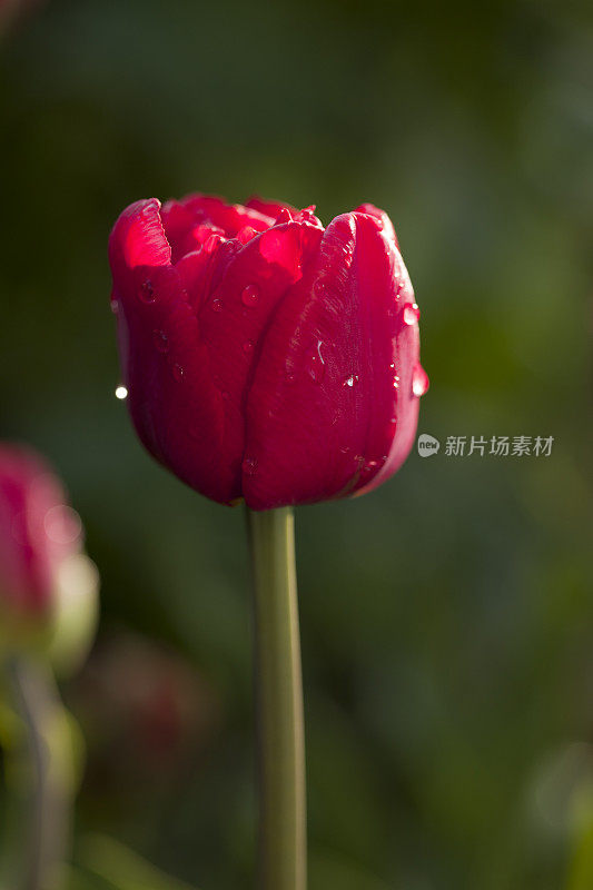 花坛里的红色郁金香