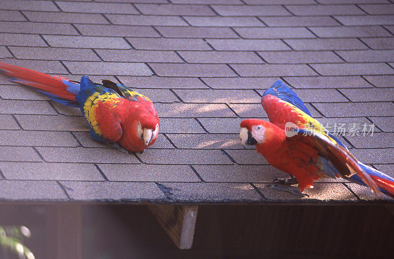 猩红色金刚鹦鹉宠物鸟的屋顶罗阿坦湾群岛洪都拉斯