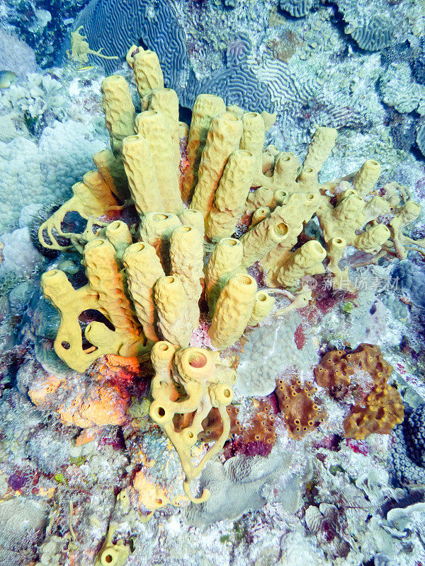 黄色的珊瑚