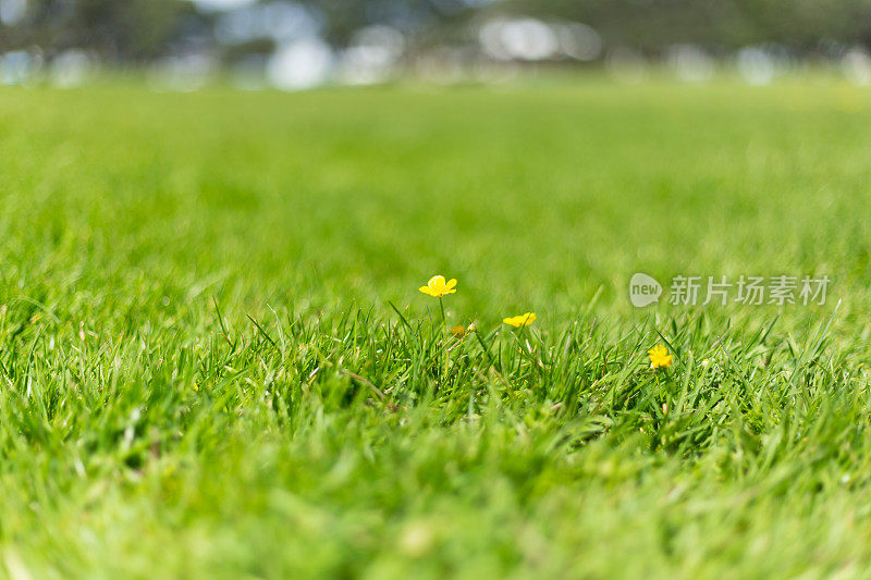 草地上的毛茛