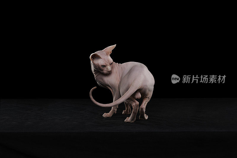 Sphynx猫