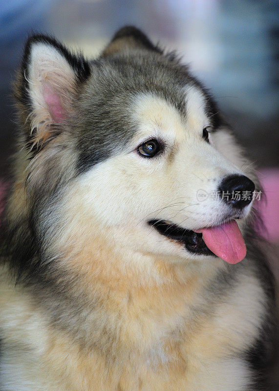 阿拉斯加malamute02