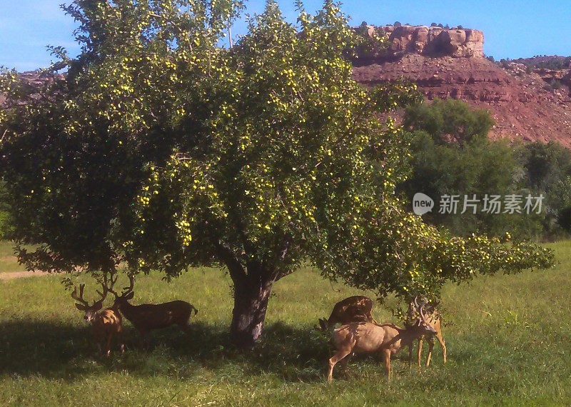 在犹他州洛克维尔的果园和牧场里，鹿在吃青苹果