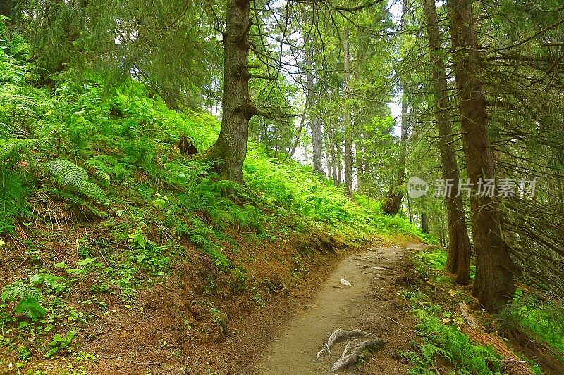 瑞士孤独徒步旅行:高山松树林，小径树林