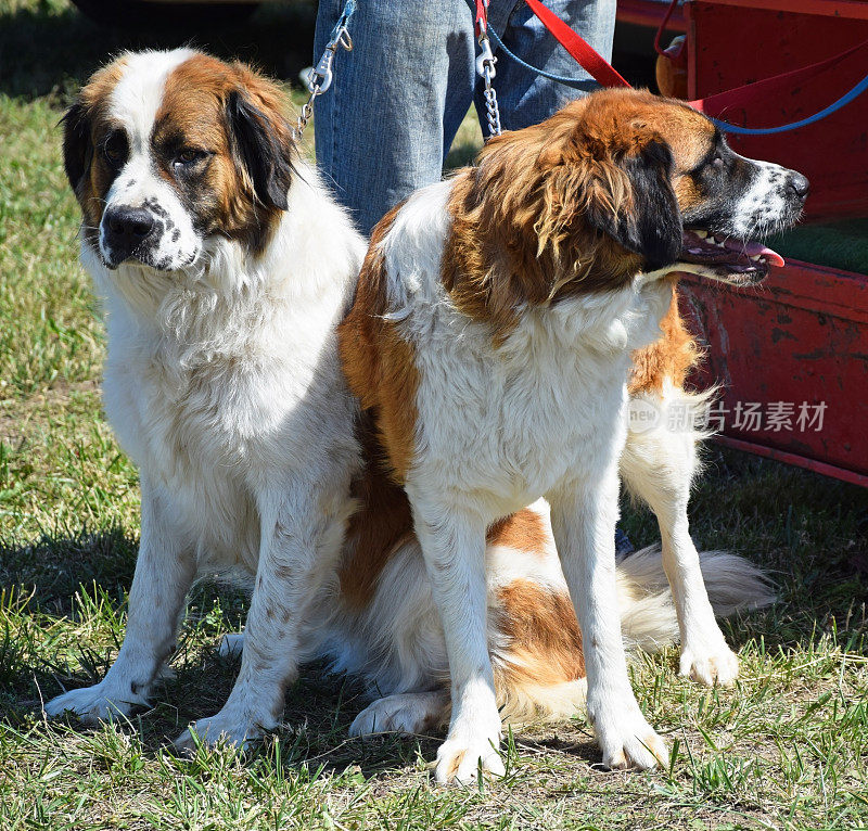 小圣伯纳犬