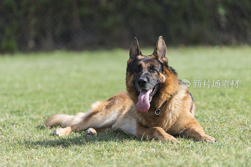 德国牧羊犬躺在户外