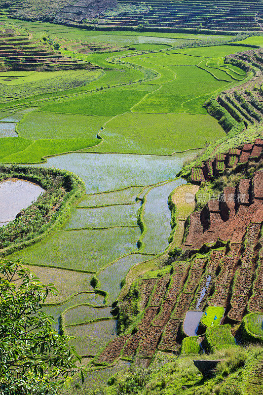马达加斯加绿色的稻田