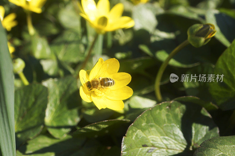 蜜蜂在黄色雏菊花上