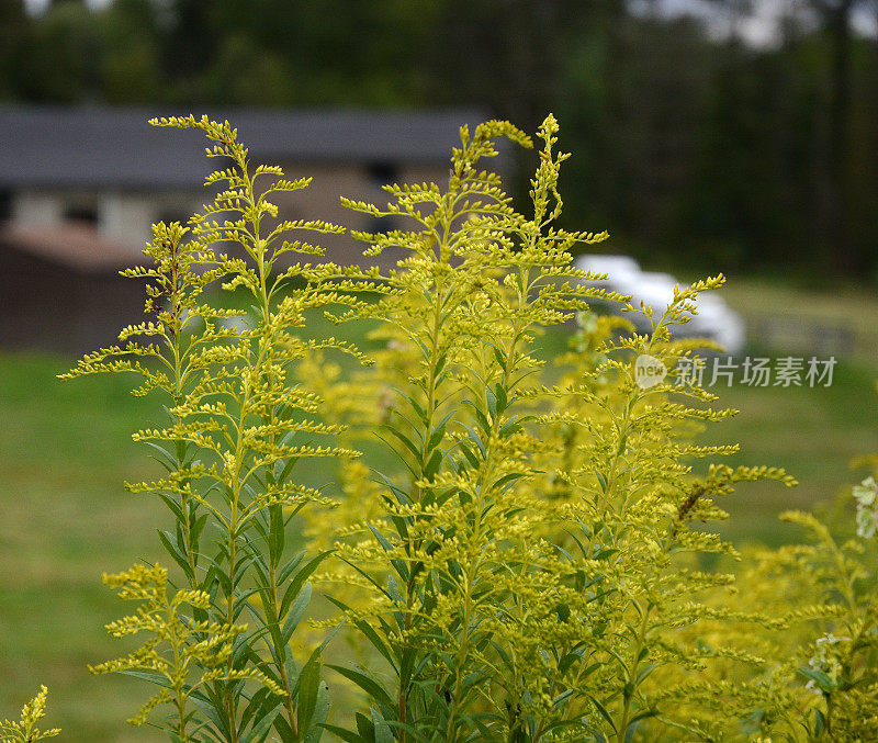 夏季的金条杂草植物