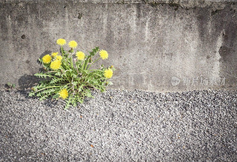 黄花破沥青