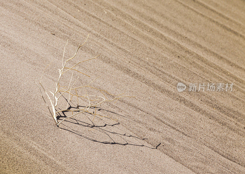 沙漠分支