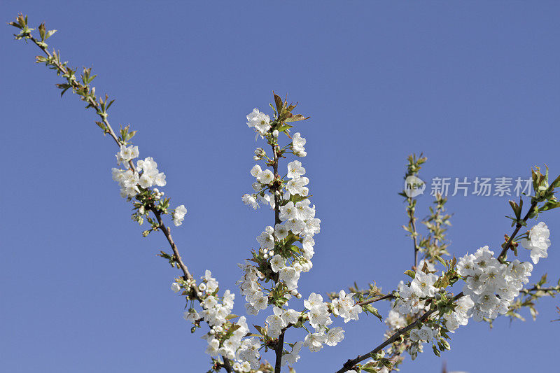 樱花白花盛开