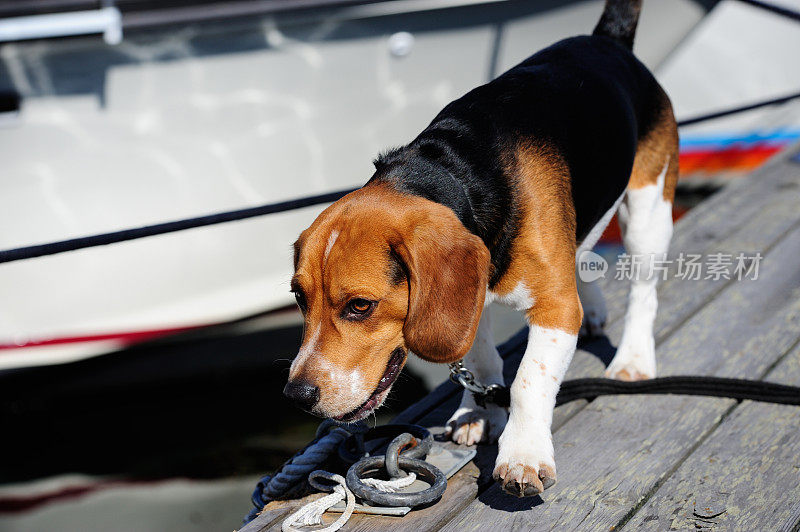 小猎犬犬正在调查港口地区