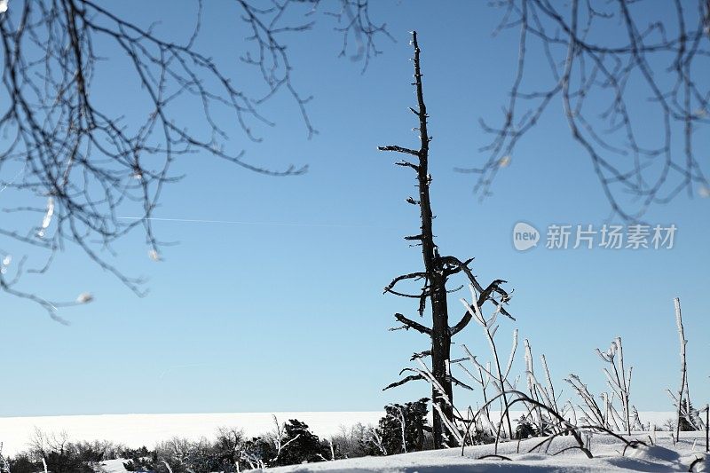 冬天的风景与树木前面的蓝天