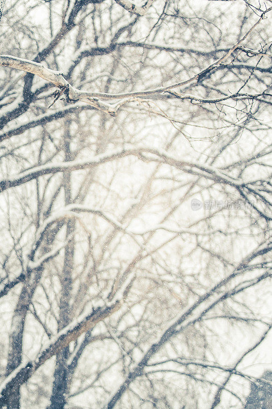 自然背景-白雪覆盖的光秃秃的树枝