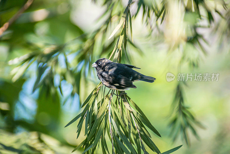 黑鸟雀挂在树枝上