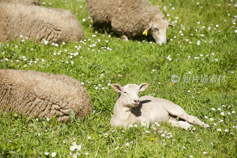 新生的小羊羔在绿油油的草地上和羊群一起休息。