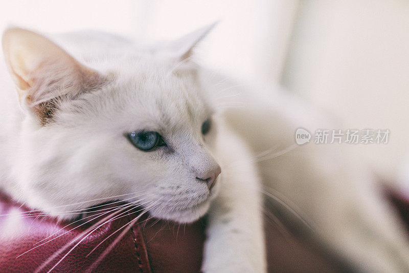 一只雌性土耳其安哥拉猫的特写镜头，它躺在一个红色的皮沙发上。