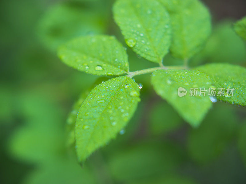 带雨滴的叶子