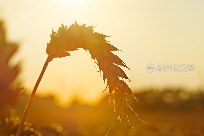 夕阳下成熟的小麦