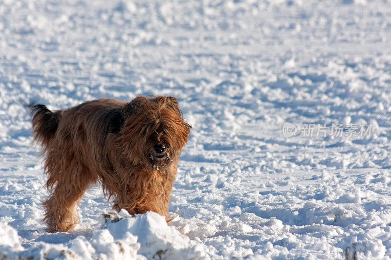 雪中的长毛狗