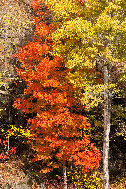 佛蒙特州绿山的秋色