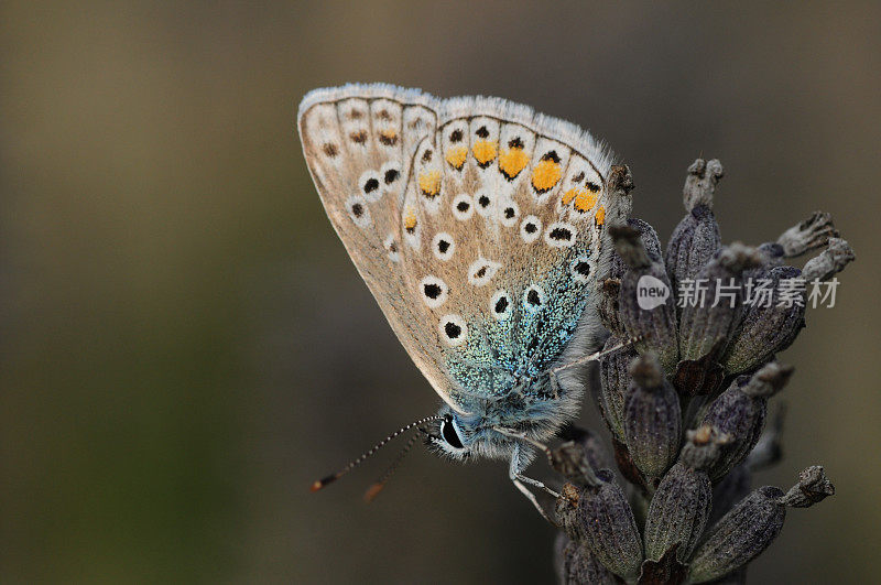普通蓝蝴蝶，英国