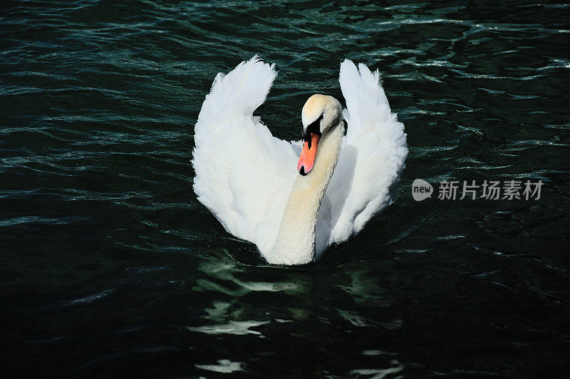 日内瓦湖上的野天鹅