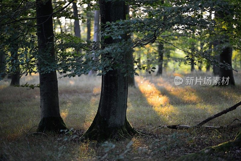 傍晚阳光下的山毛榉林