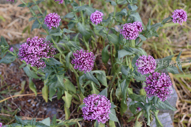 紫粉花红缬草