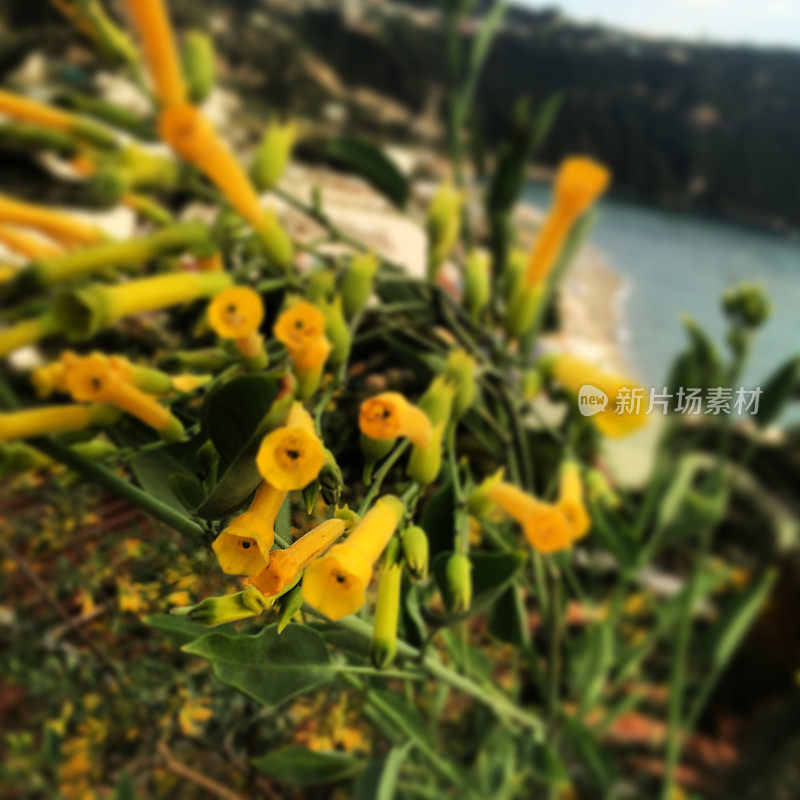 一个野生的黄色花植物的特写