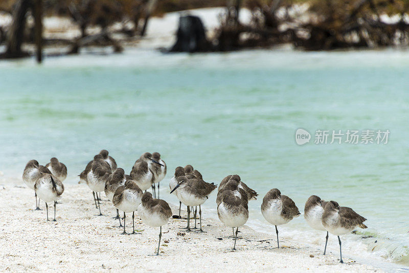 一群白鹤站在海滩上