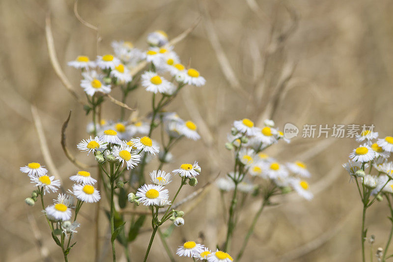 洋甘菊的花朵