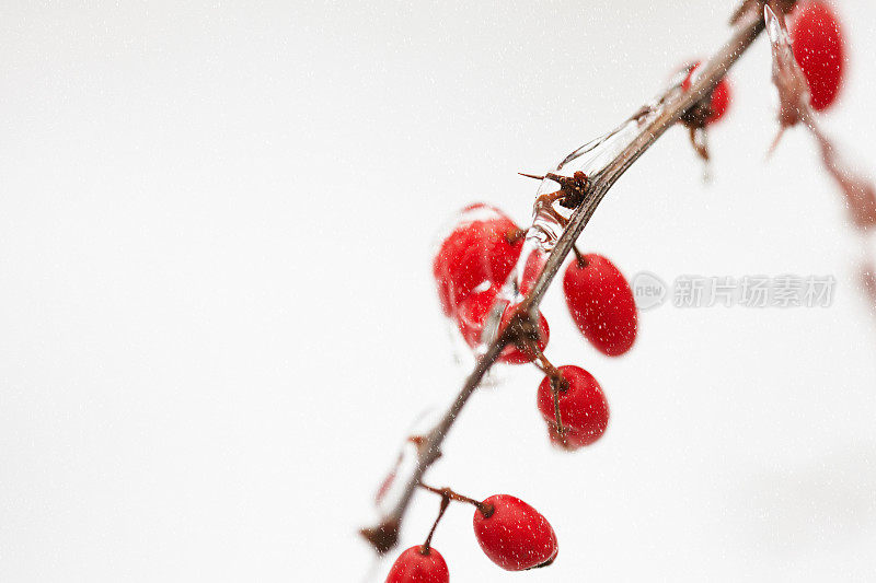 红色冬青水果的特写，覆盖着冰冻的冰