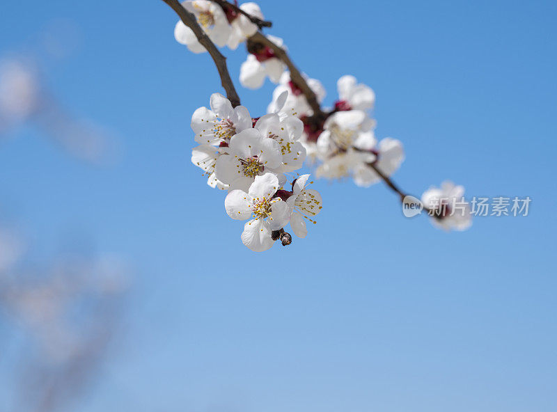 梅花