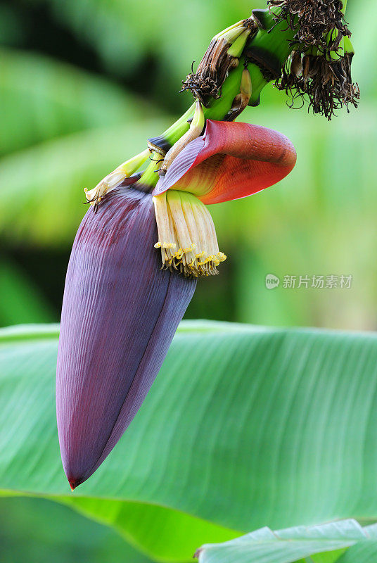 香蕉花