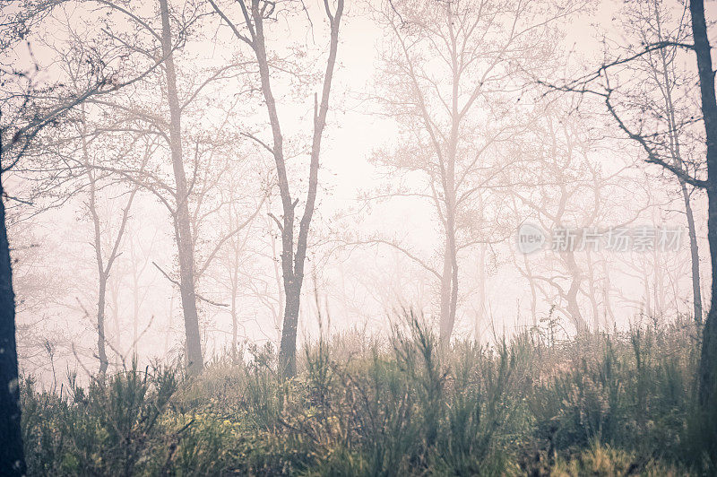 多雾的冬天森林