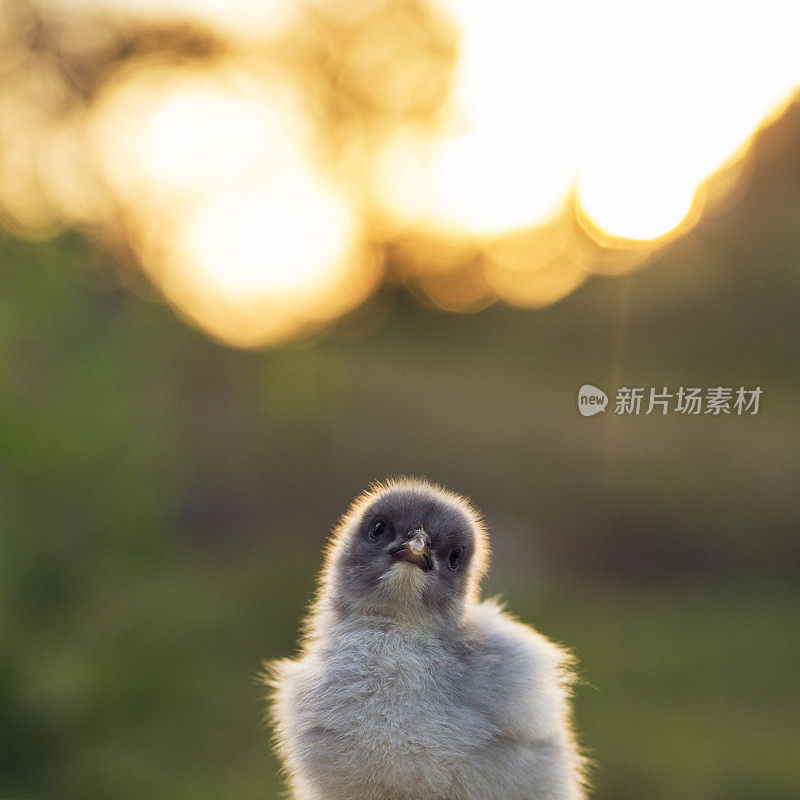 蓝色的雄天鹅宝宝