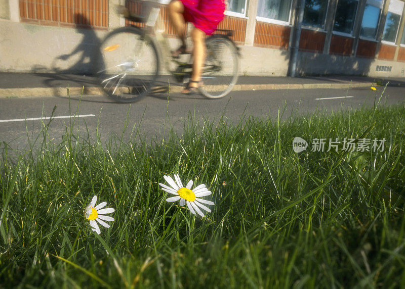 雏菊的道路