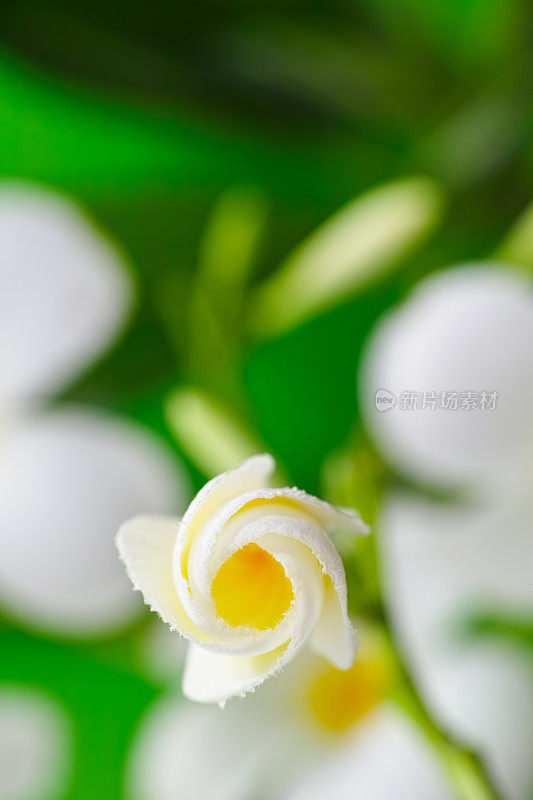 展开螺旋背景的一个新鲜的白色和黄色的花鸡蛋花树。