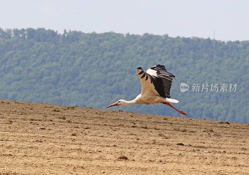 与鹳鸟一起飞翔