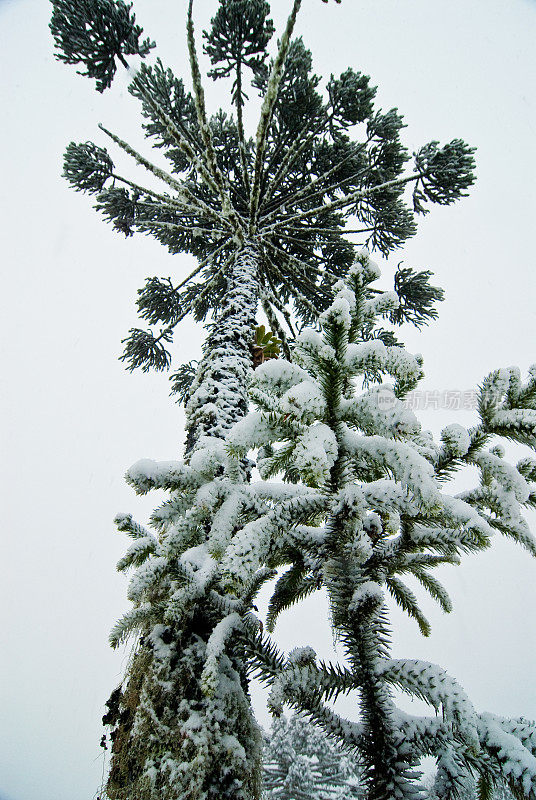 雪树-乌鲁比西，圣卡塔琳娜，巴西