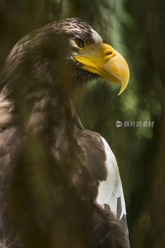 白尾海雕