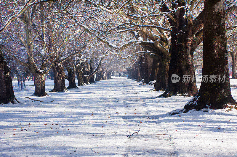 新西兰克赖斯特彻奇，白雪覆盖的树大道