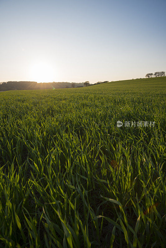 日落在夏季农田景观，小的绿色植物(XXXLarge)