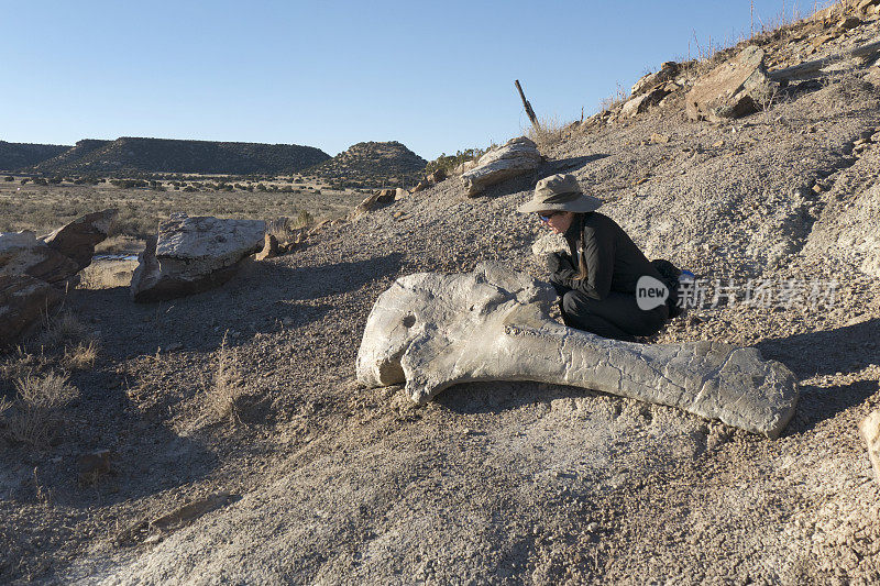 一个女人正在检查Apatasaurus肩胛骨科罗拉多