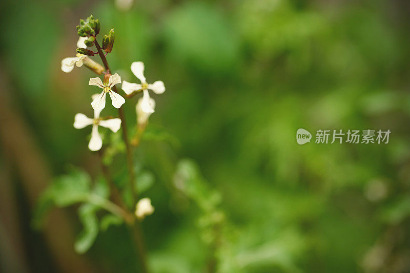 芝麻花复制空间