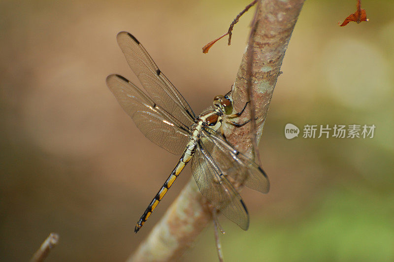 沼泽里的蜻蜓(雌性掠食者)