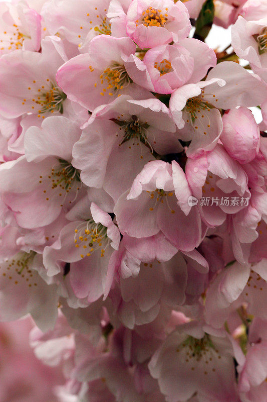 花大量的