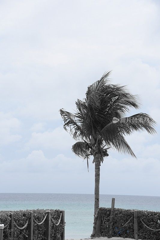迈阿密海滩上随风摇曳的棕榈树